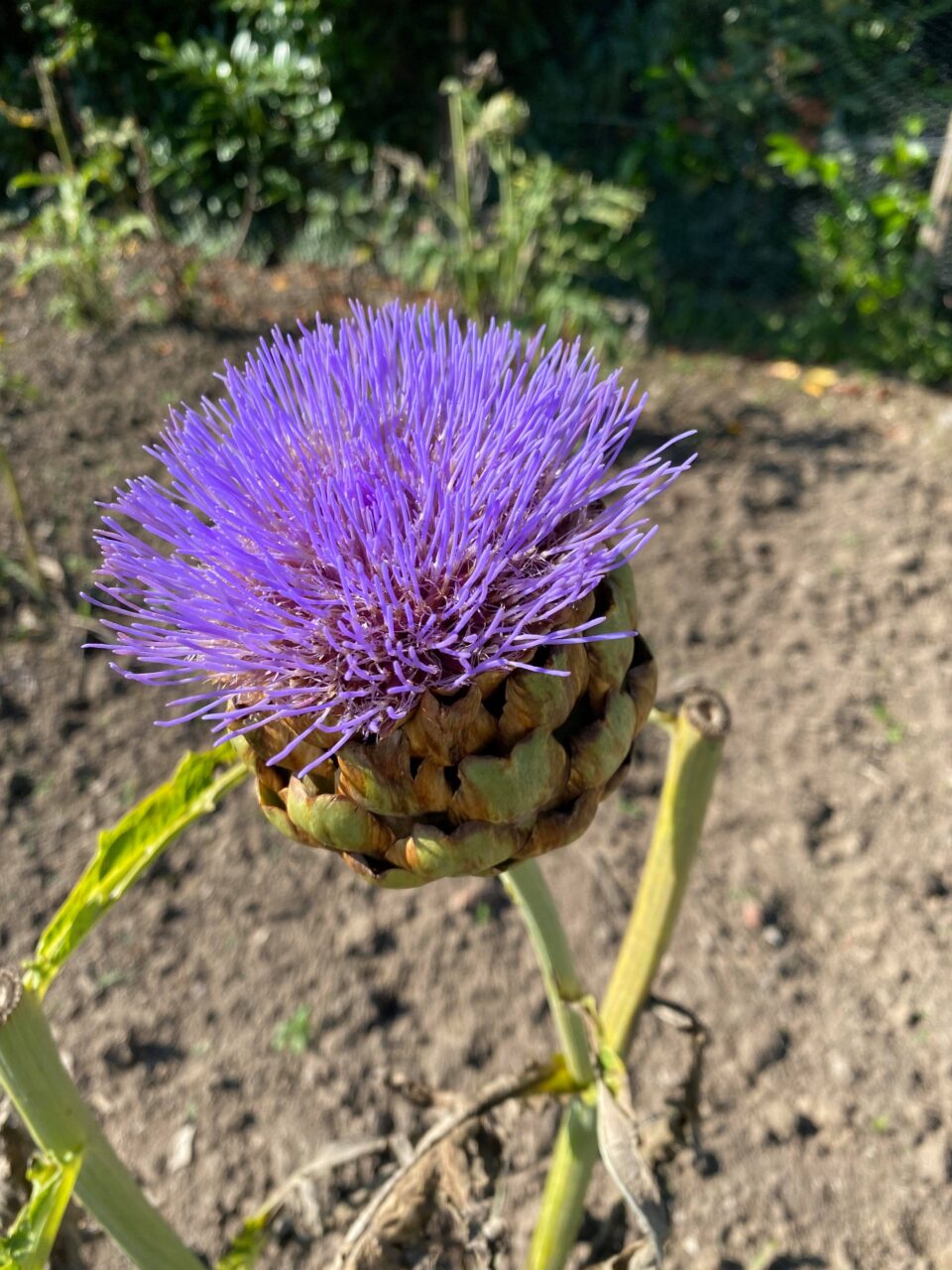 artichoke