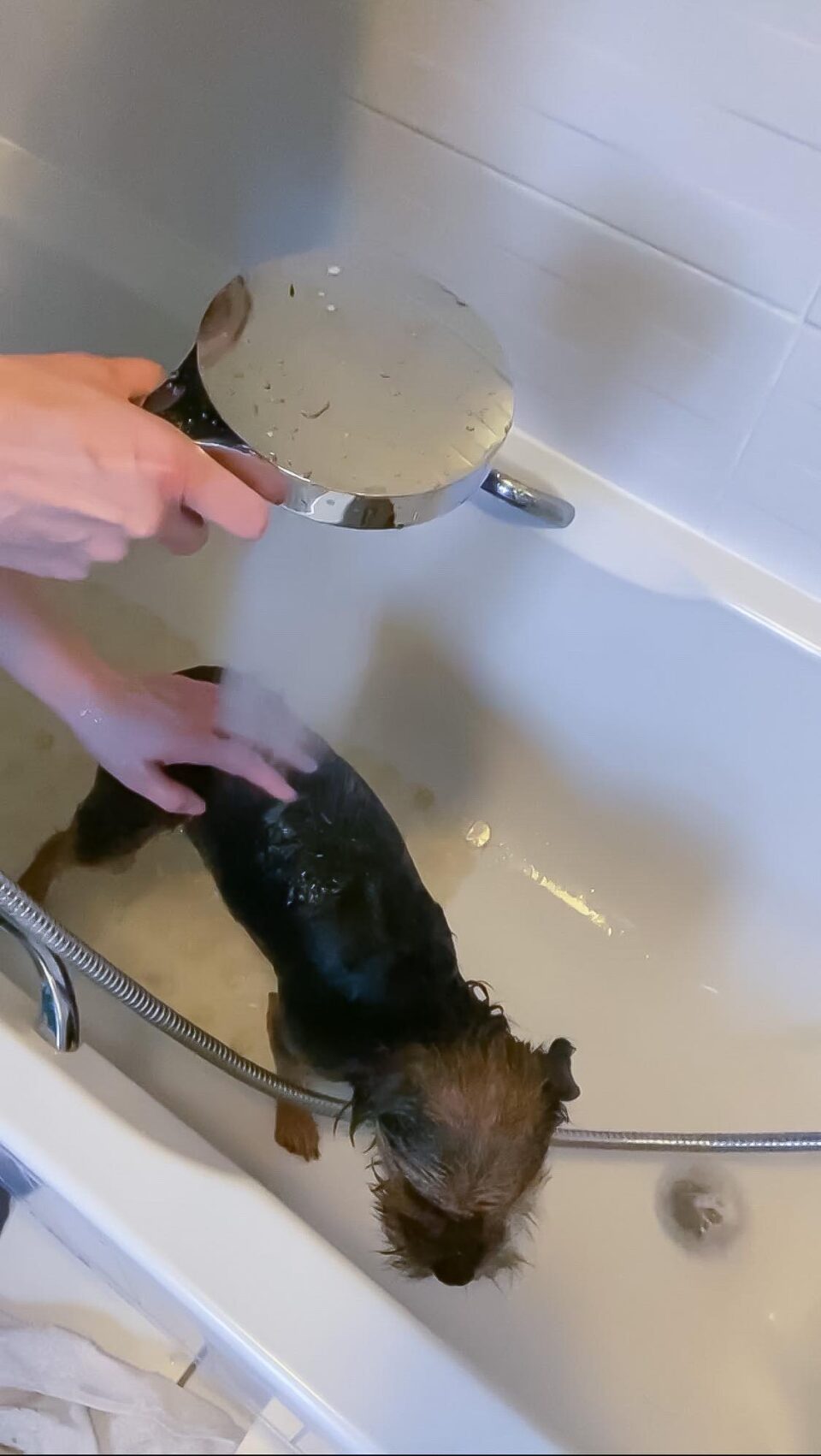 me bathing our border terrier pup Tessa in the bath with the Rainfinity shower