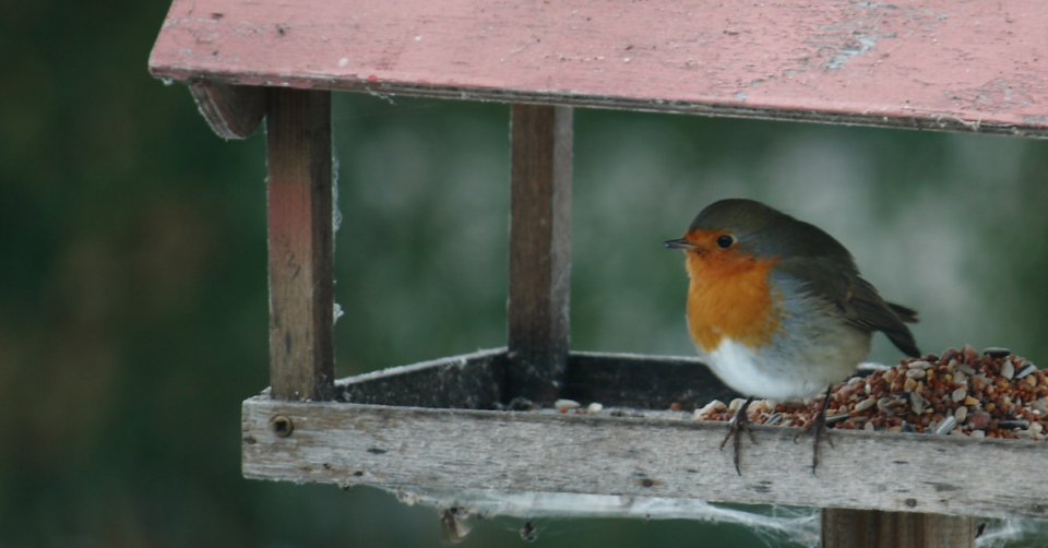 a robin on a bird feeding table