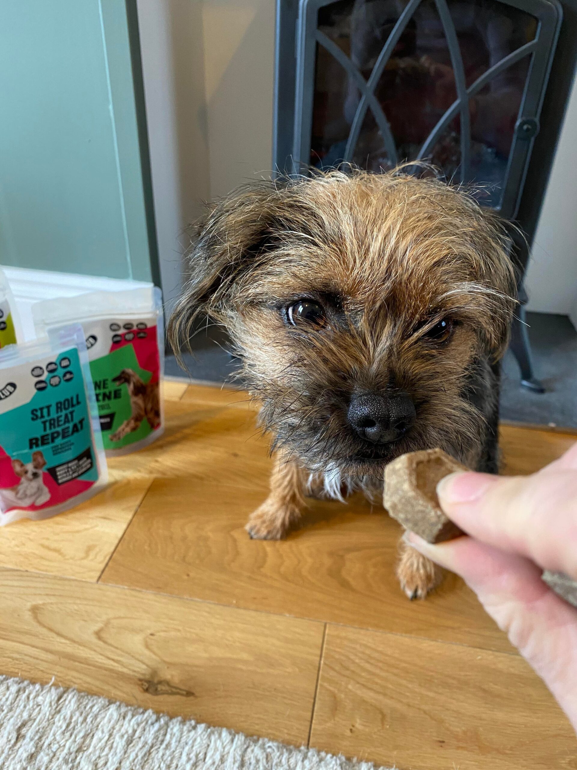 Tessa looking at the treat