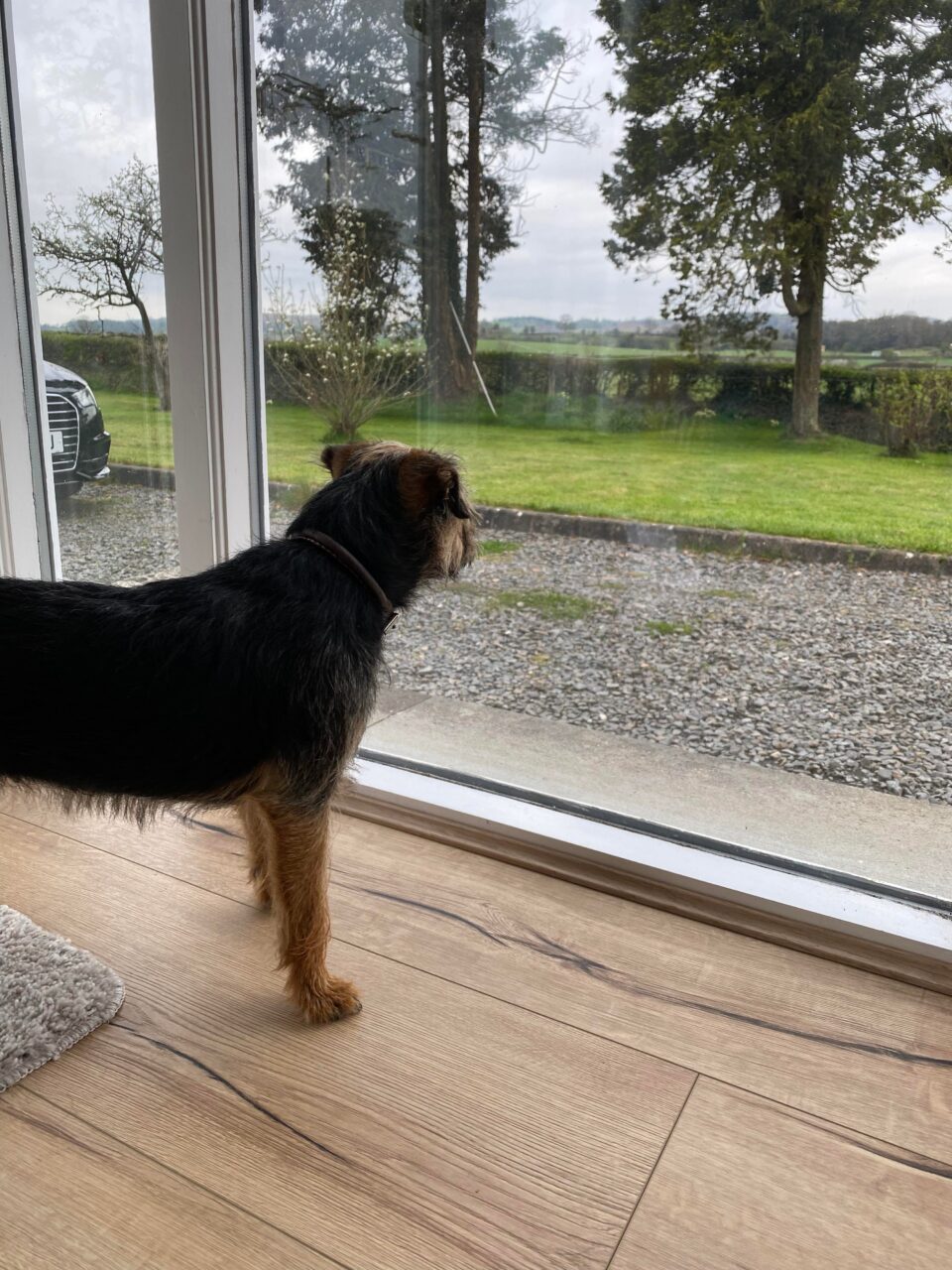 Tessa our dog looking out of the window of the conservatory in the holiday home