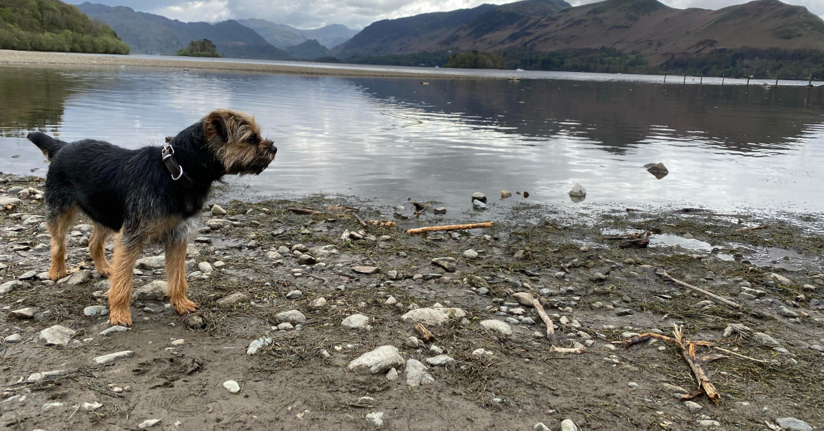 dog at the lake district