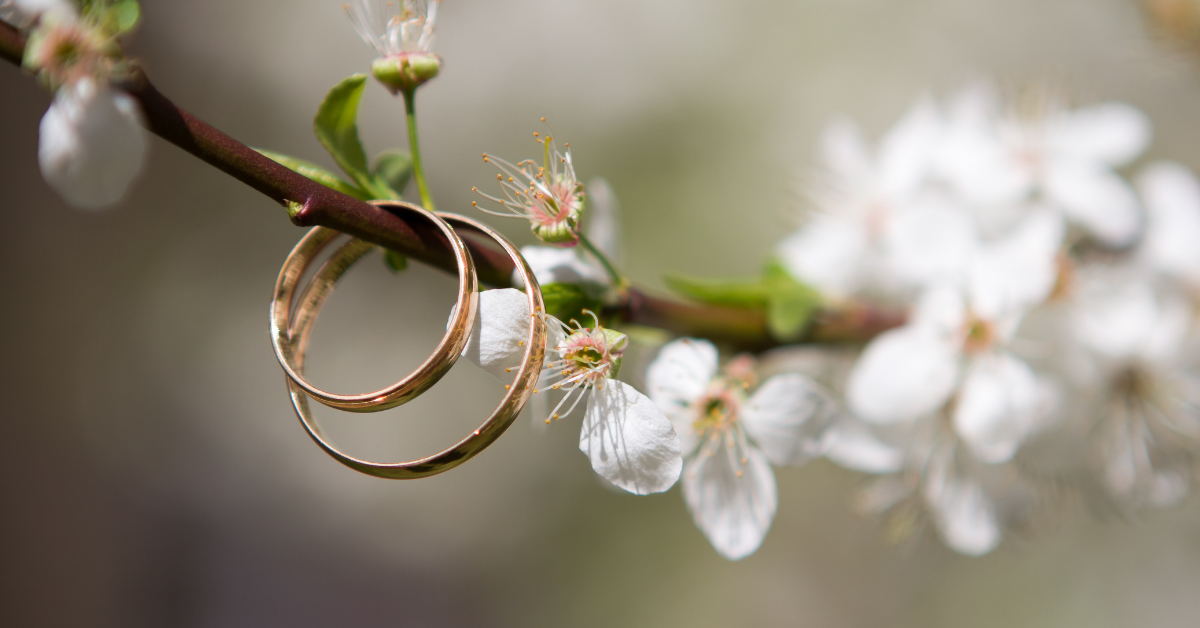 wedding rings on a brach of white blossom