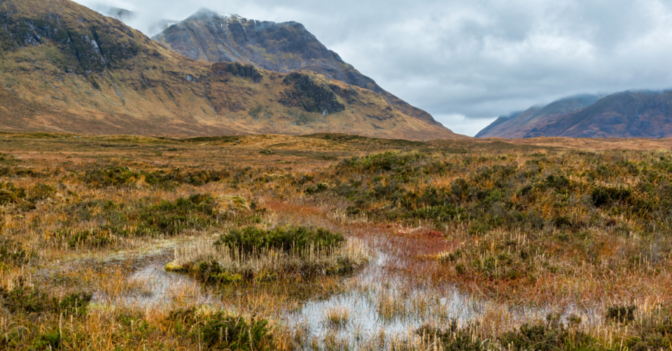 peat land