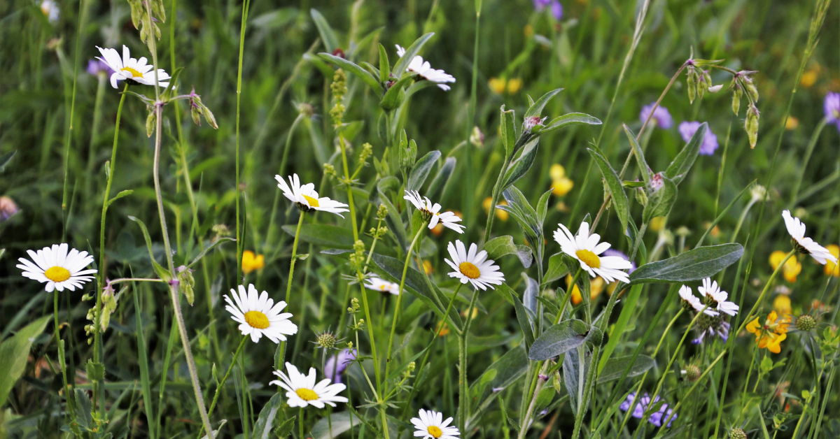 wildflowers in a garden