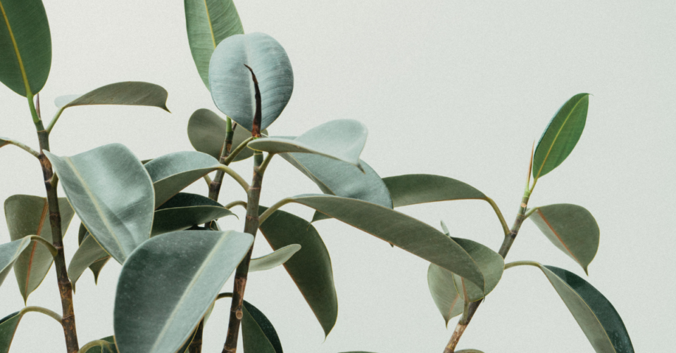 houseplant