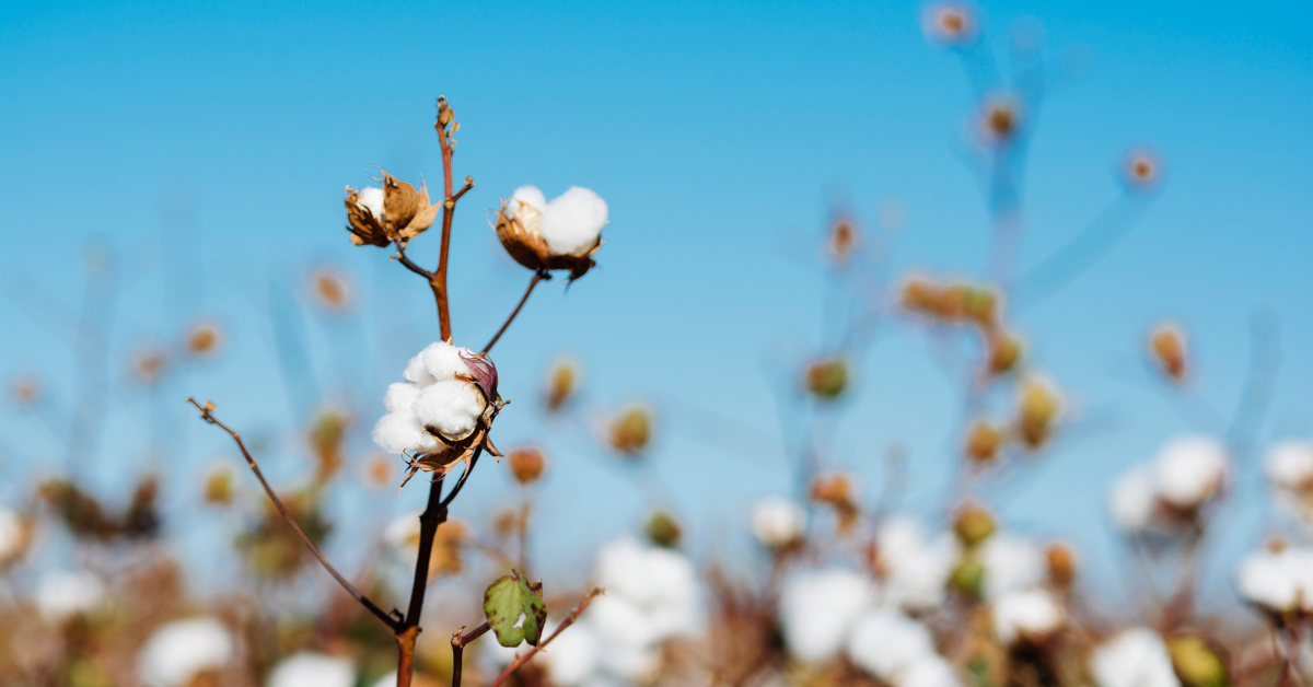 cotton field