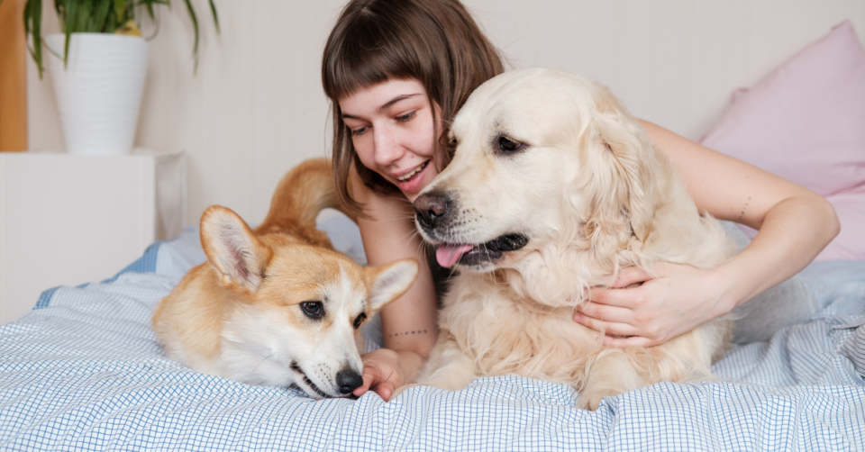 2 dogs on a bed with a woman
