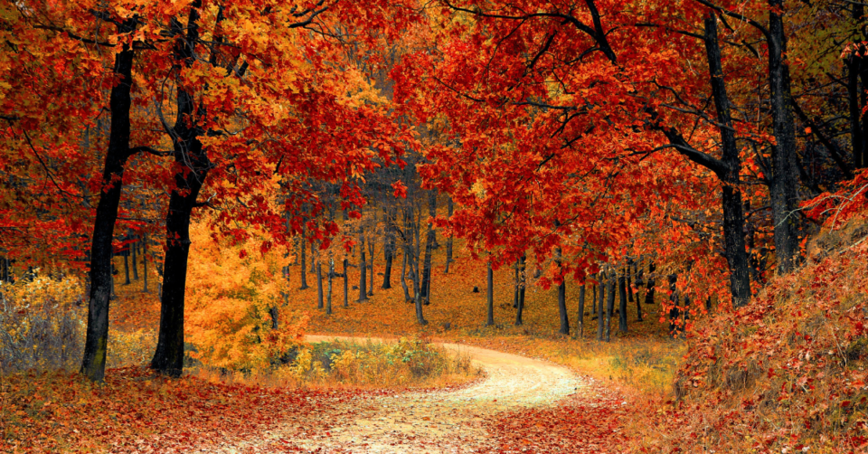 fall