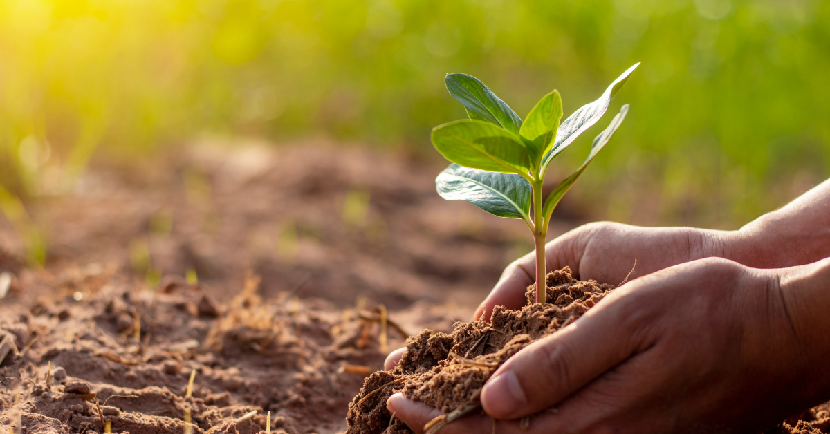 growing a plant