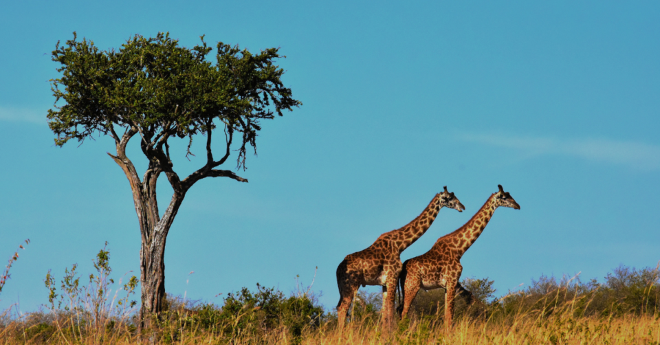 2 girffaes on an african plain
