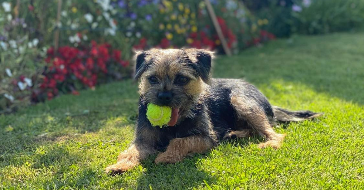 Tessa our border terrier sat in the sun with a tennis ball in her mouth