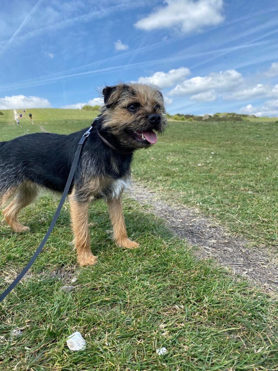 Tessa the border terrier at Butser Hill