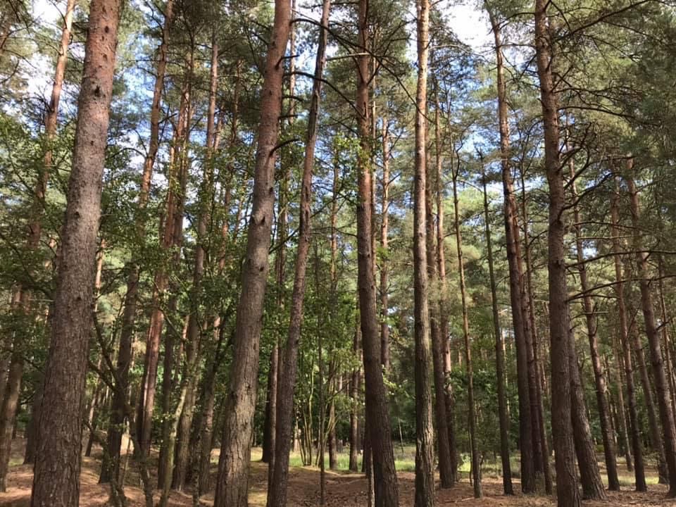 the woods at Hogmoor Inclosure Bordon