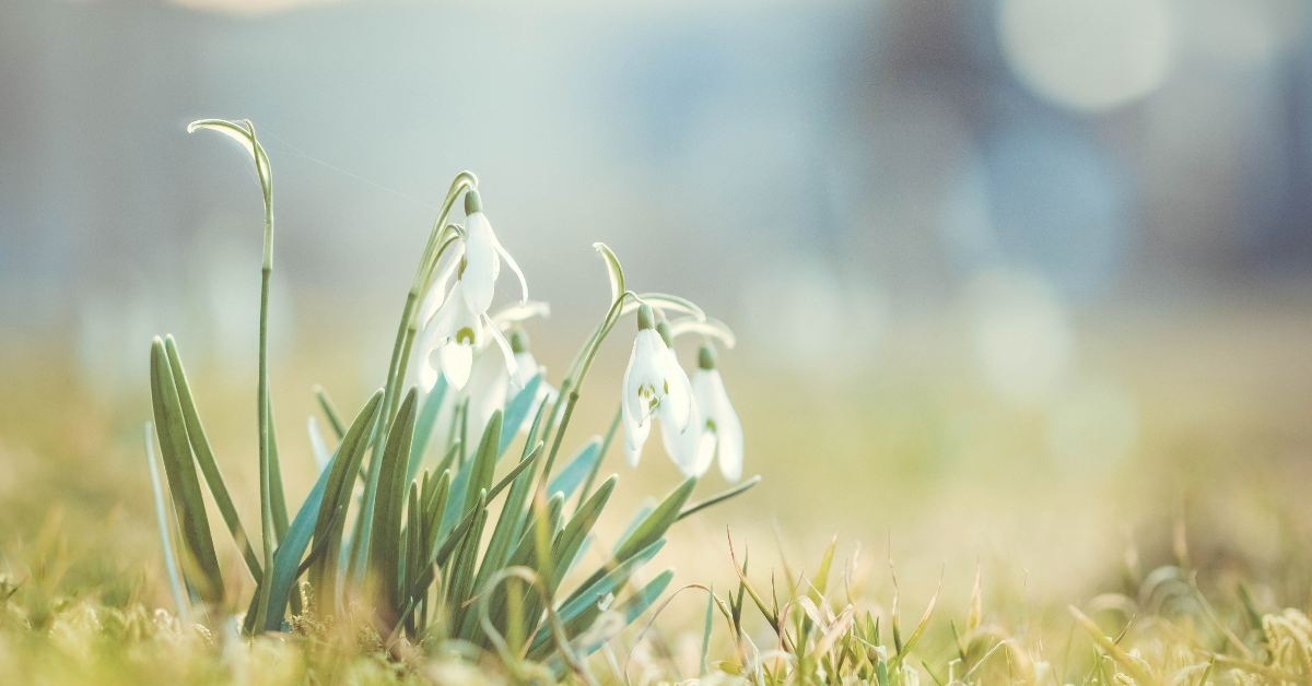 snowdrops in spring