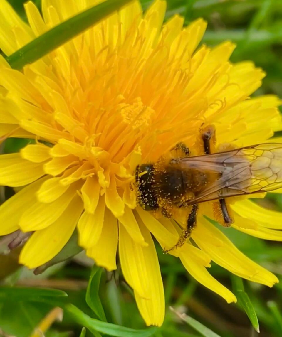 bee on a dandelion