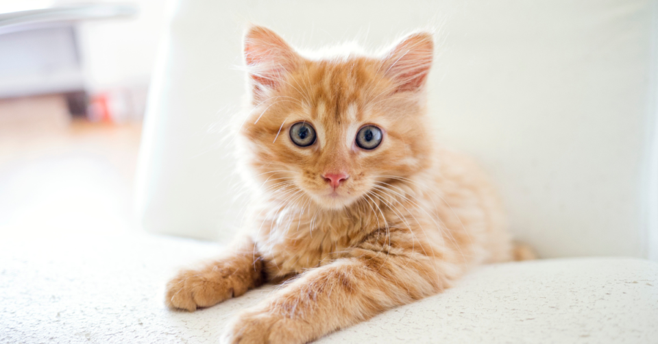 ginger kitten