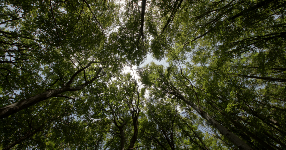 looking up at trees in the wood
