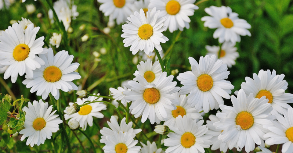 daisies in a lawn