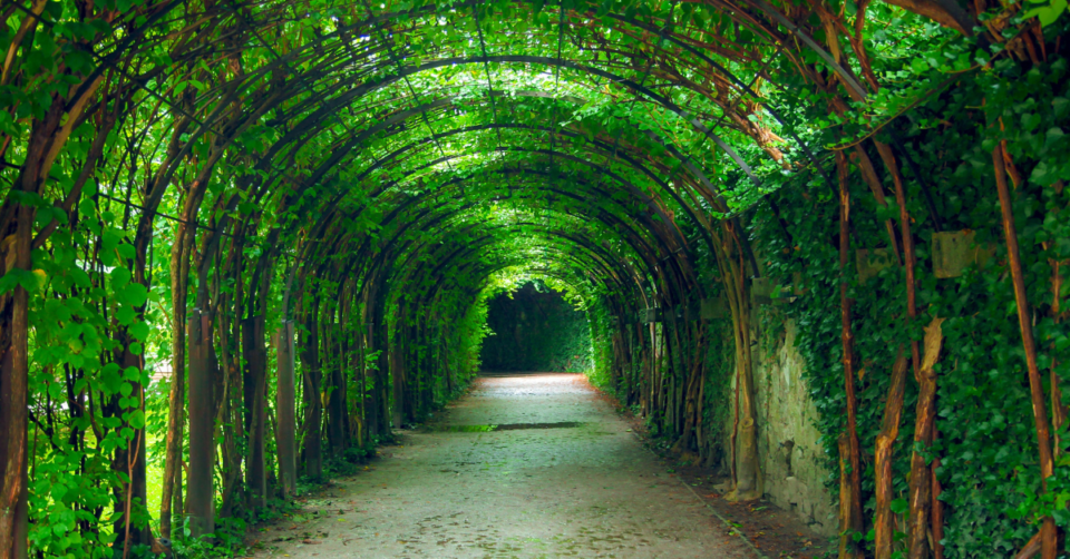 a secret garden look with tunnel and climbers
