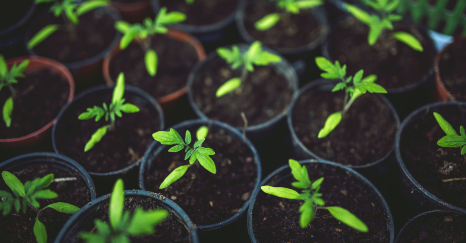 tomato plants