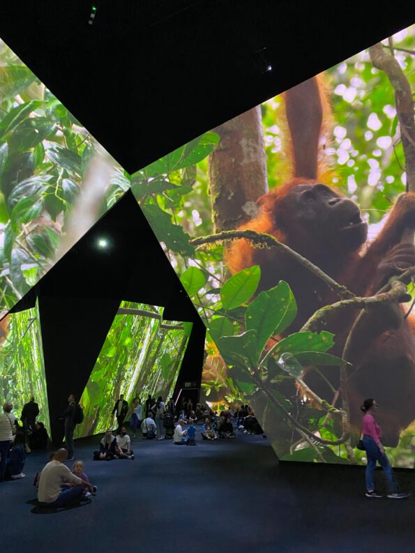 the main gallery of the earth experience showing orangutans