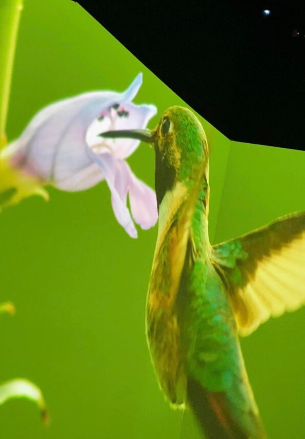 a Hummingbird on the screen