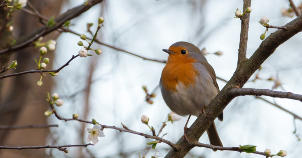 a Robin