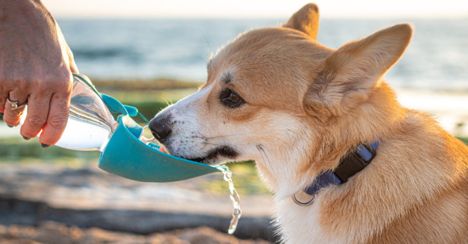 a dog drinking to stay hydrated