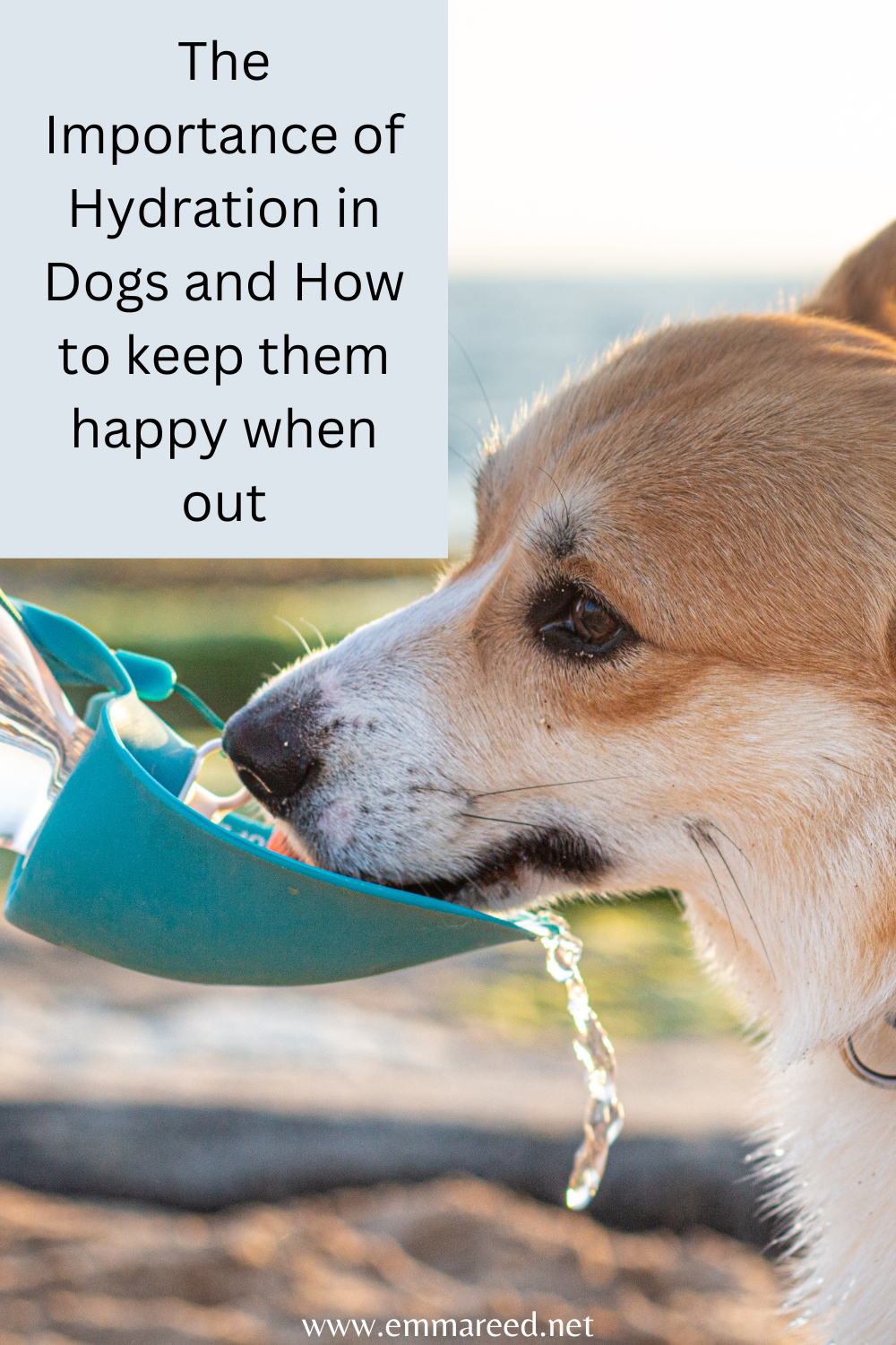 The Importance of Hydration: How to Keep Your Dog Happy While on the Go ...