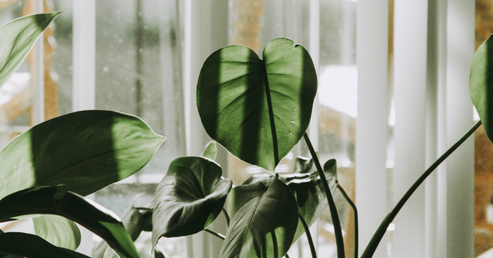 a monstera plant inside a home