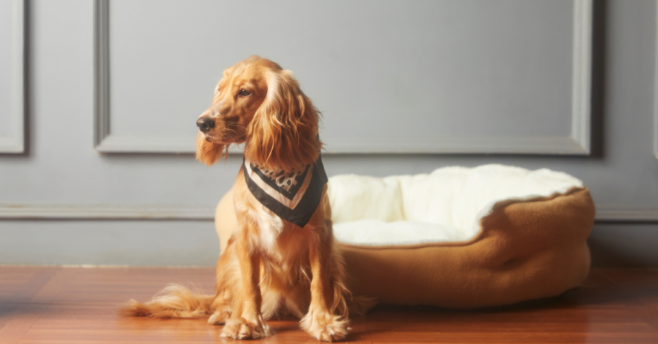 a cocker spaniel next to a dog bed
