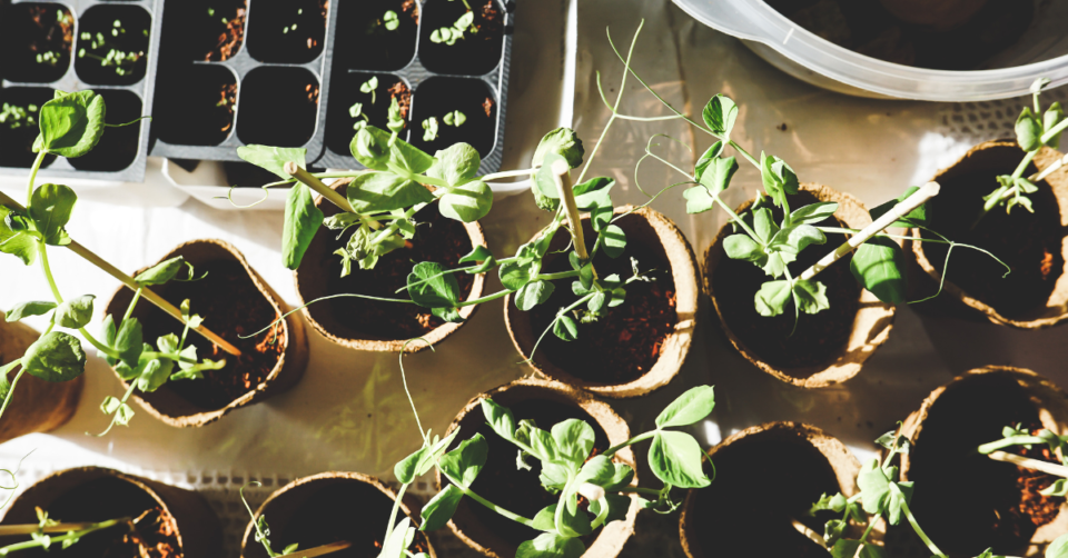 seedlings in a potting shed