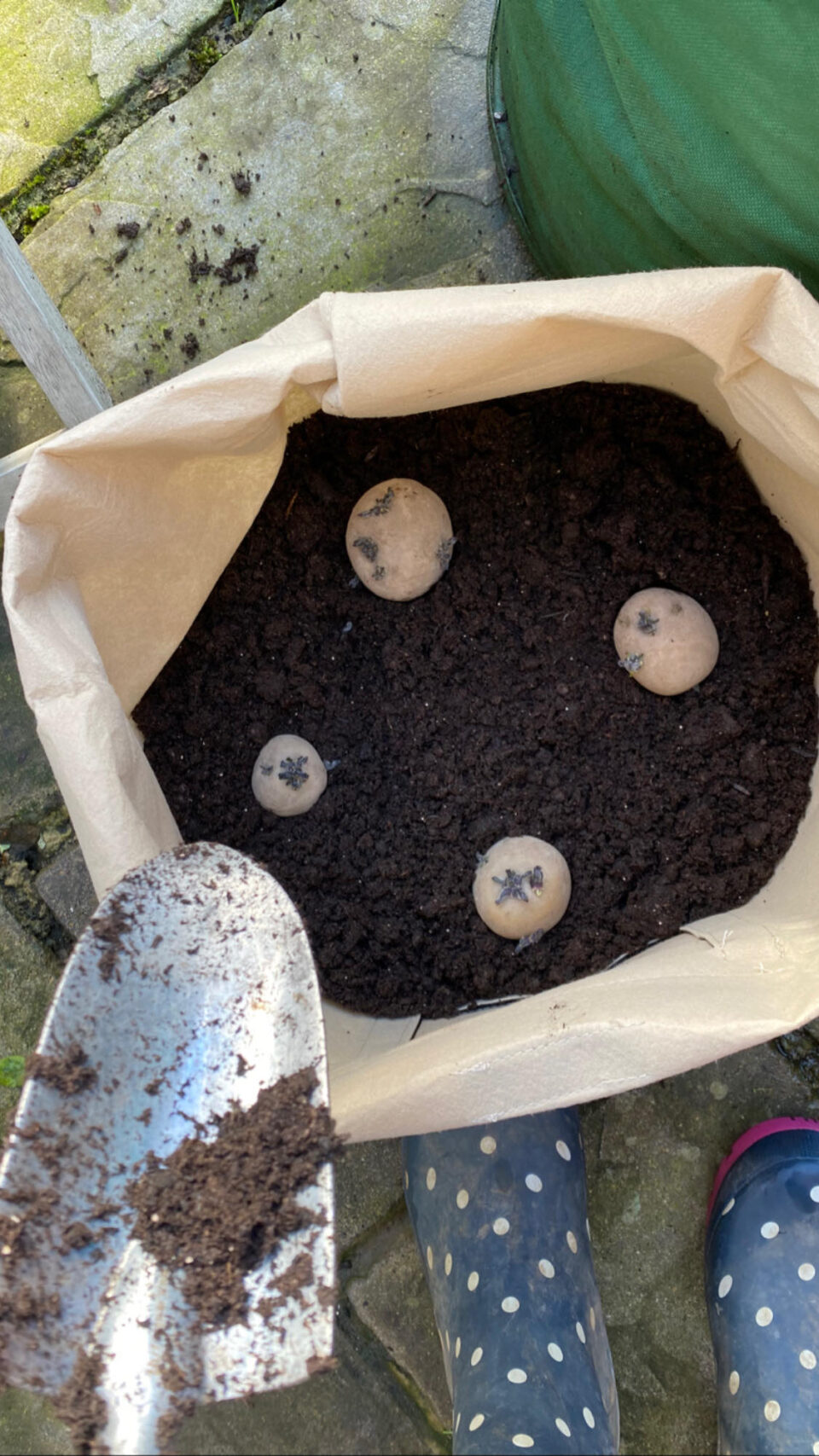 seed potatoes going into a potato sack