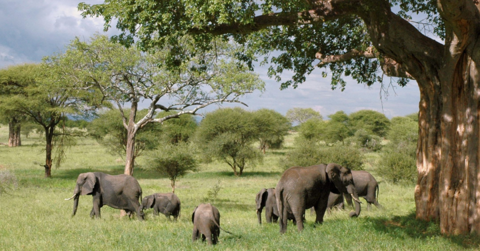 elephants under a tree in Tanzania