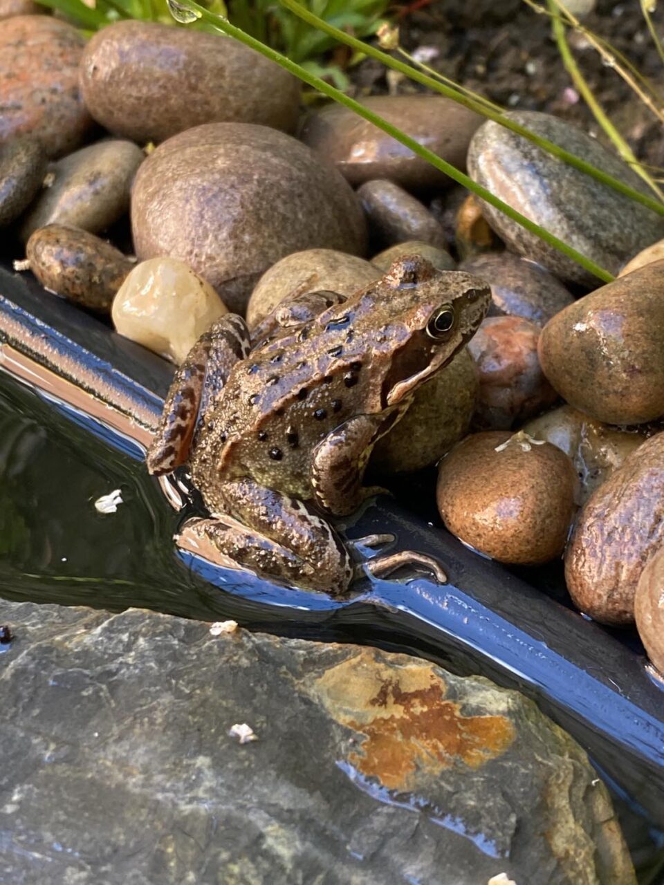 a frog in our wildlife pond