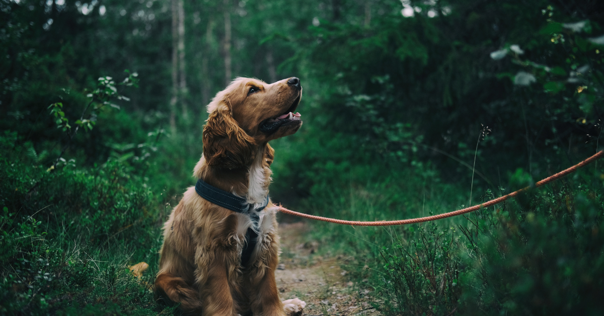 a cocker on a lead