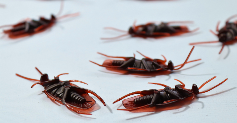 dead cockroaches