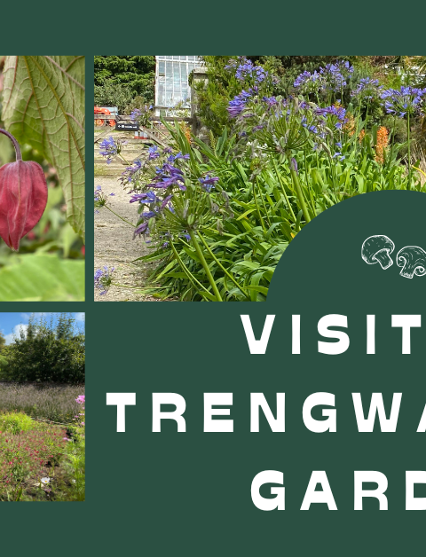 visiting Trengwainton garden