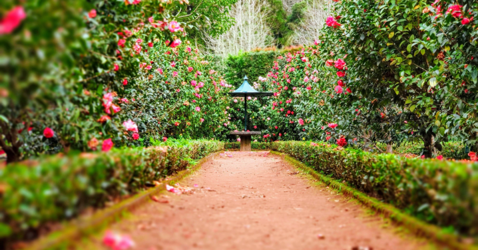 a beautiful organized garden