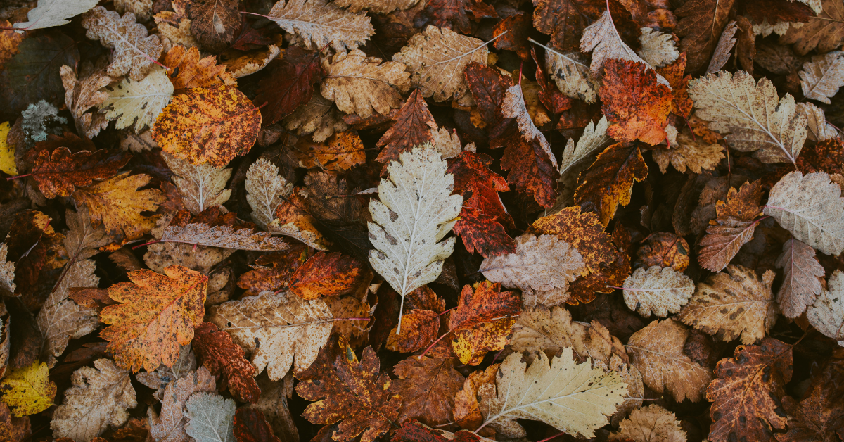 autumn leaves