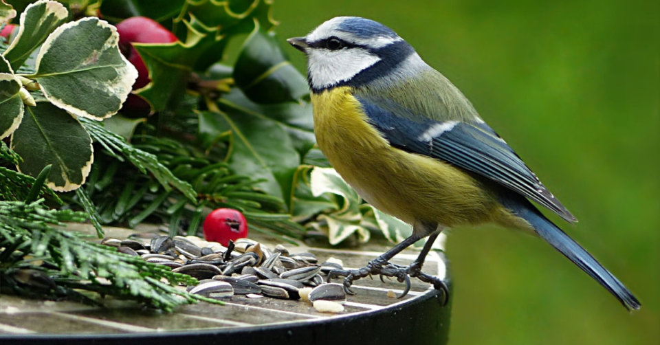 Blue Tit in a cold December garden