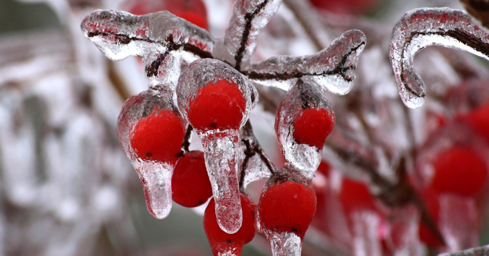 icy berries in a winter garden