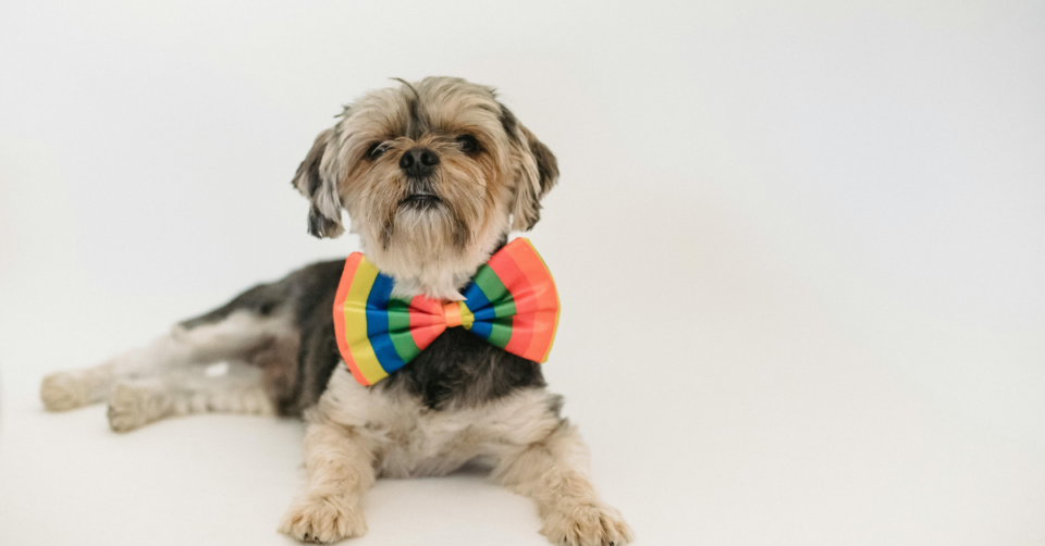 pet in bow tie