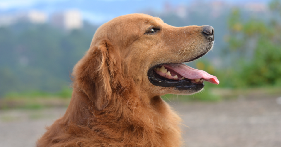 golden retreiver