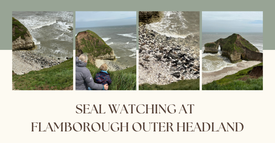 seal watching at Flamborough Outer Headland