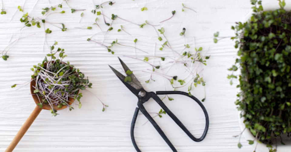 watercress cuttings