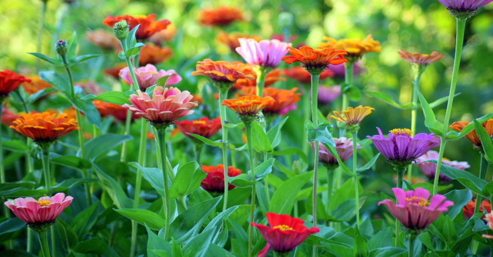 flowers in a summer garden