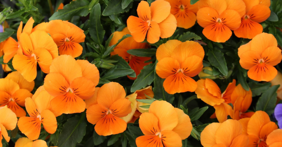 Nasturtiums