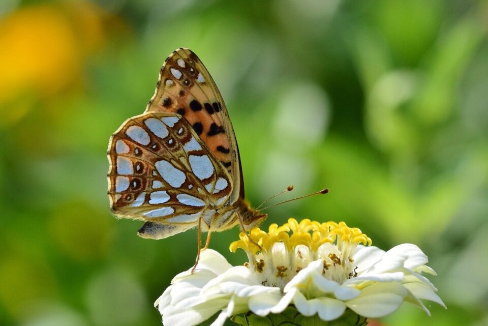 butterfly on a flower